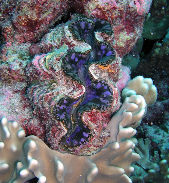 P1010066