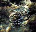 acro1ftdeep2