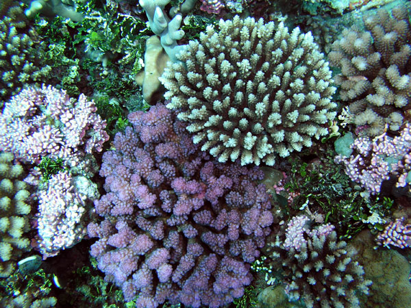 corals2
