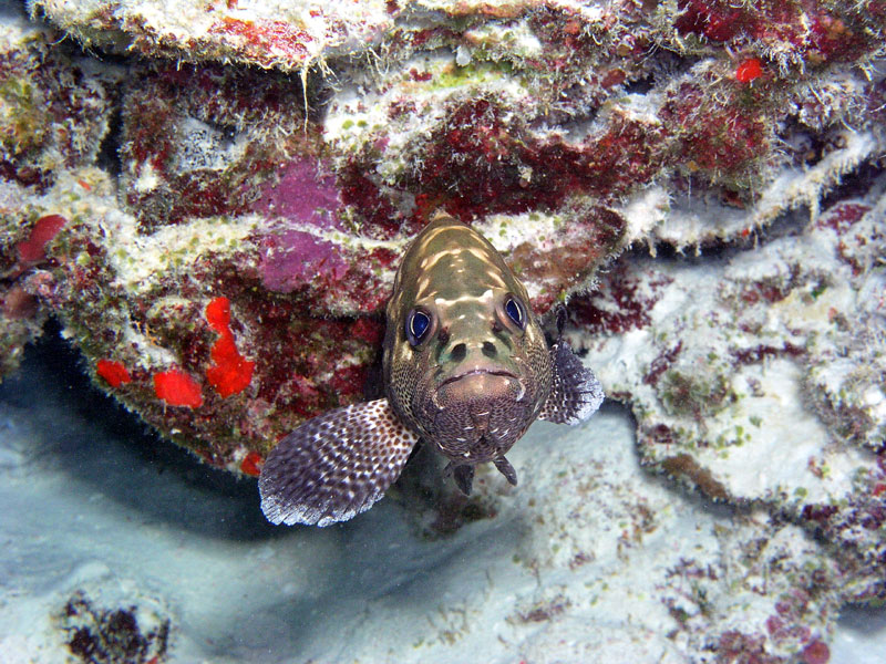 grouper