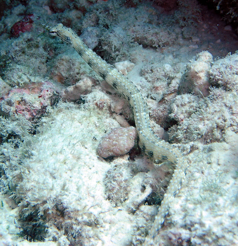 pipe2