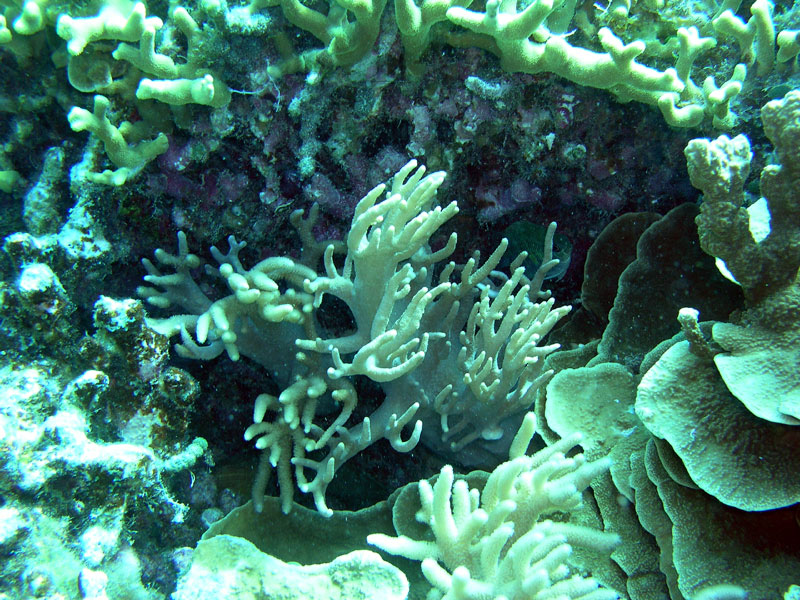 sinularia2