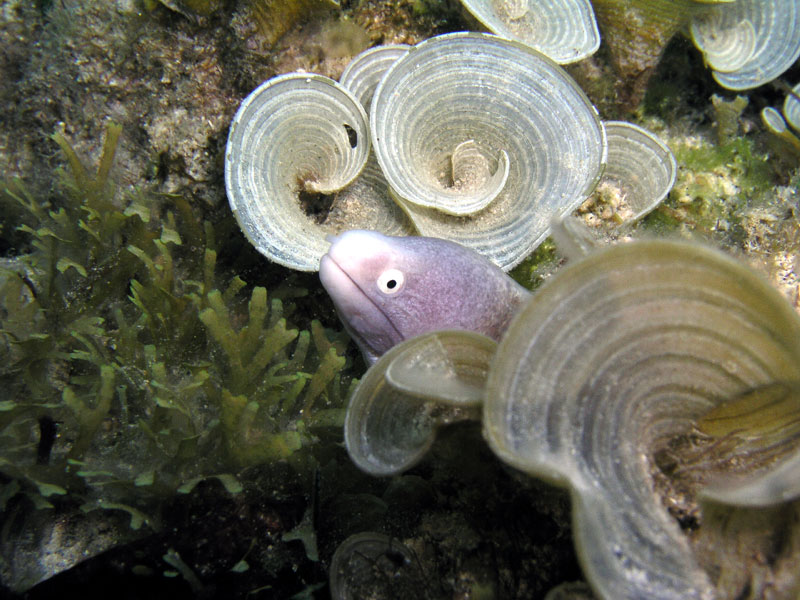 eel2