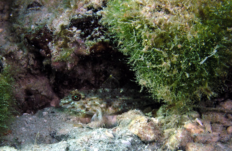 goby