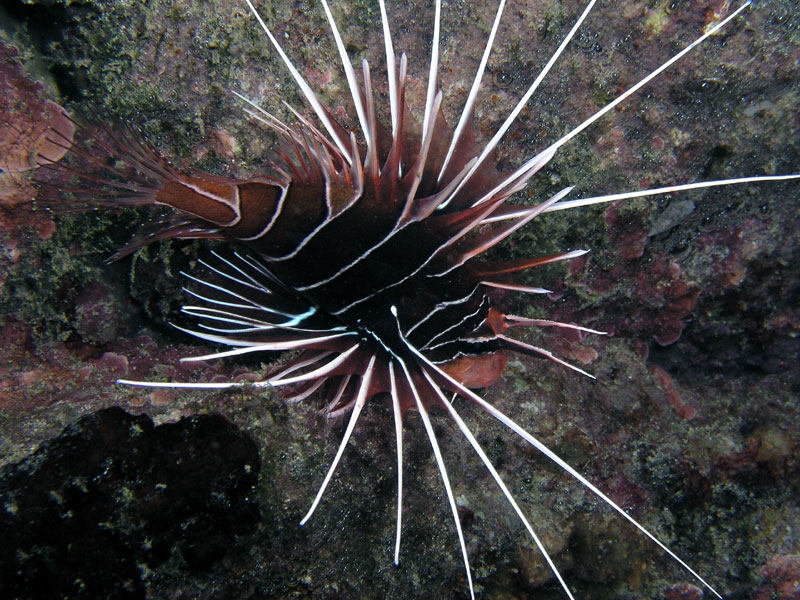 radiata3