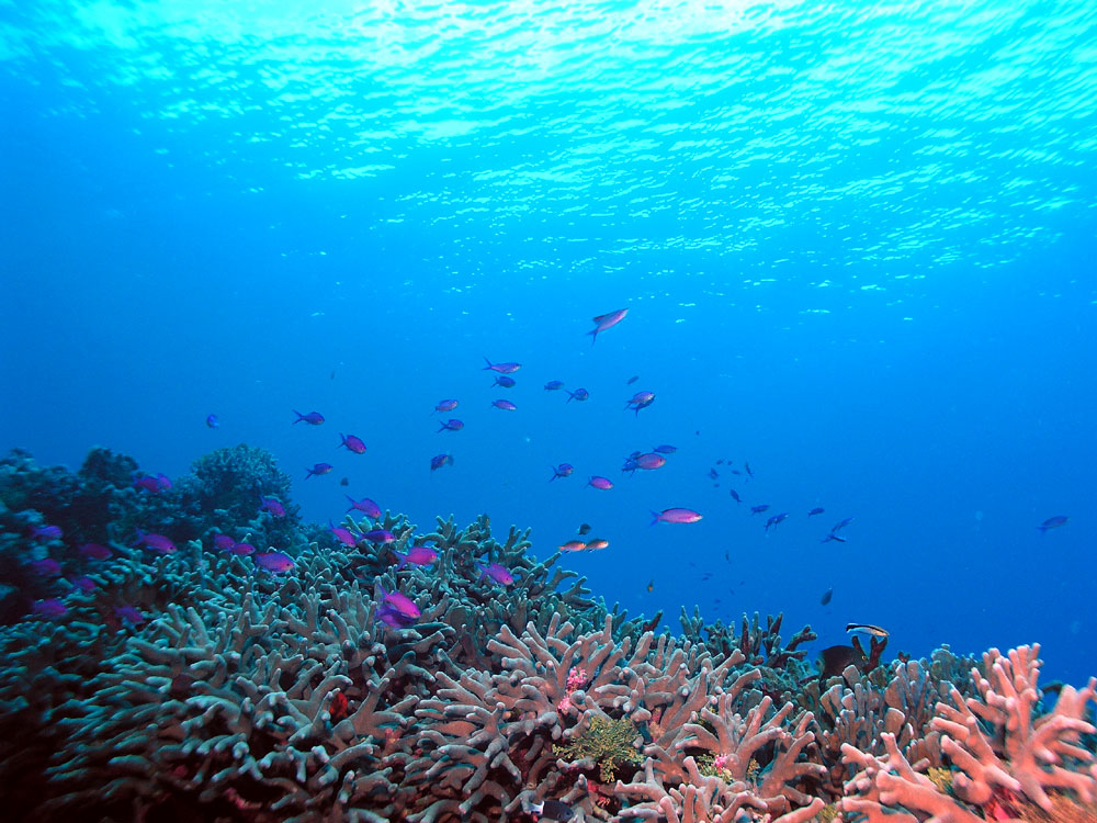 anthiassurface