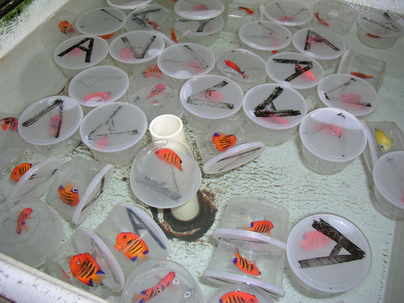collectors