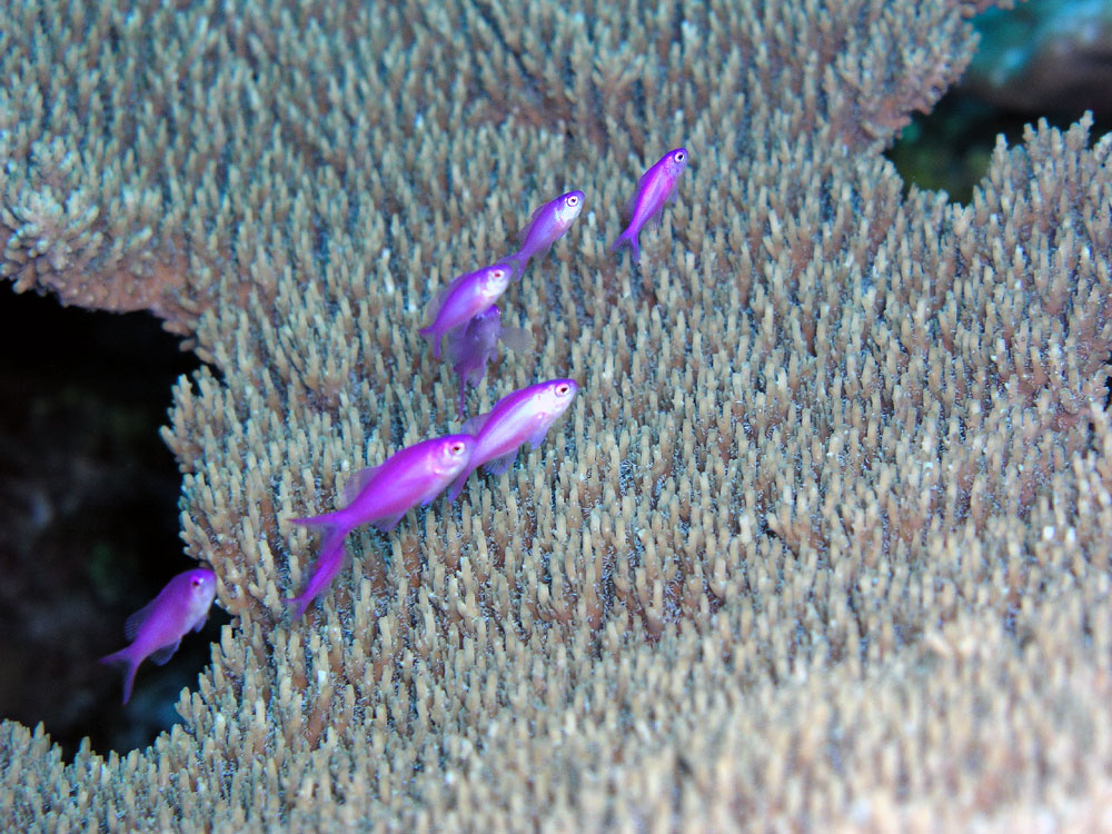 largeranthias