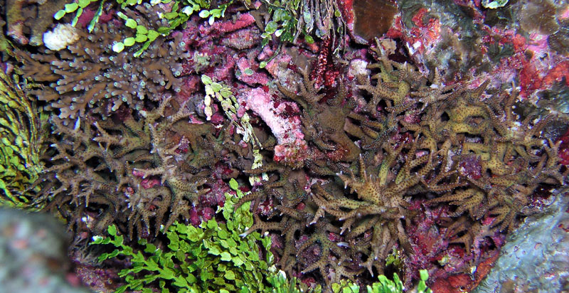 seriatopora