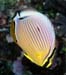 smallertrifasciatus