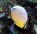 trifasciatus