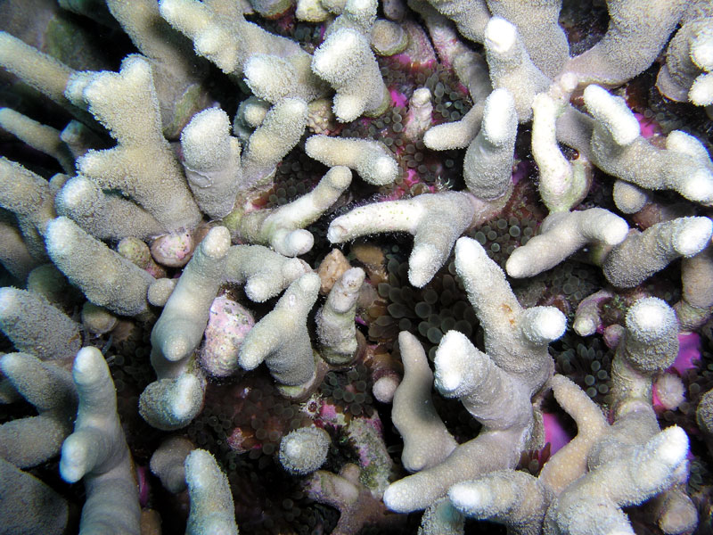 equadsporites