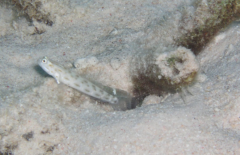 goby3