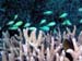 chromis