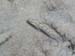 goby
