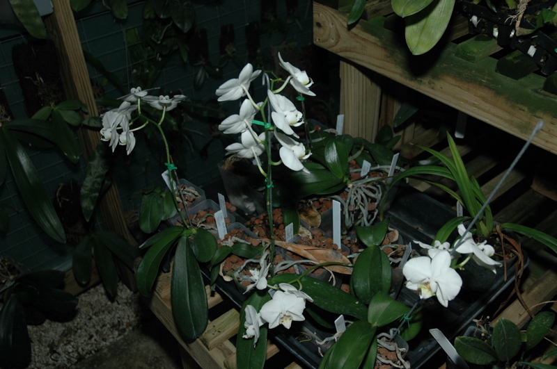 DSC_0153.JPG