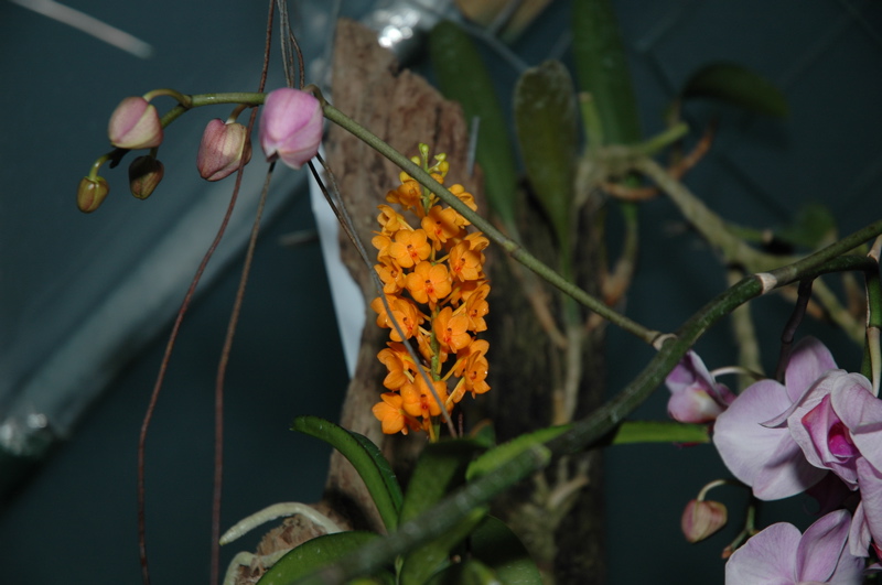 DSC_0161.JPG