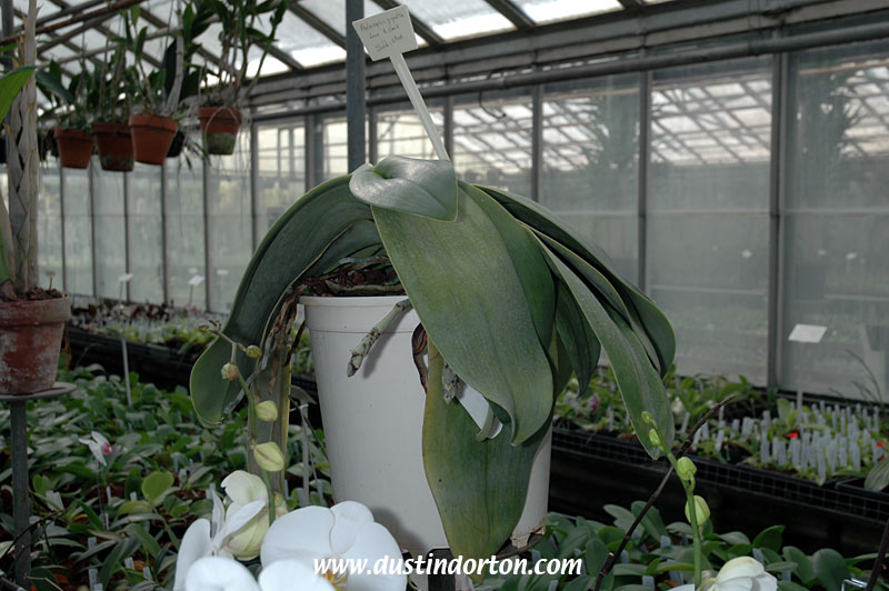 Phalaenopsis Gigantea
