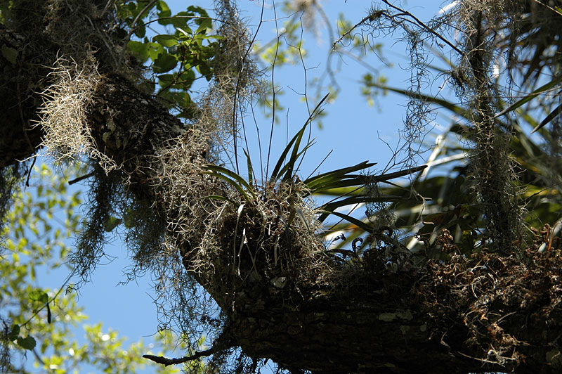 encyclia_tampensis_orchid