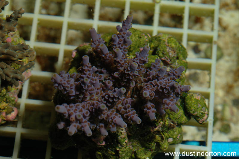 DSC_3885